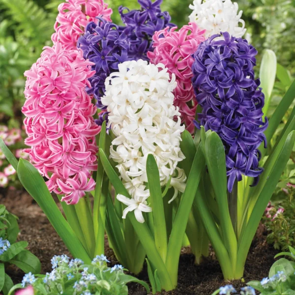 Van Zyverden's Hyacinth Mix Dormant Bulbs, Partial Sun, Multicolor, Annual, Easy to Grow