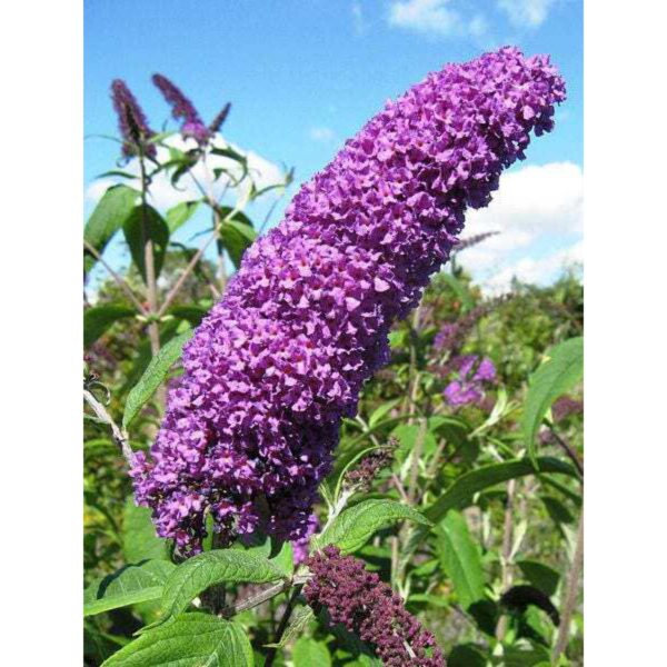 Violet Butterfly Bush