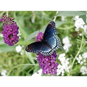 Violet Butterfly Bush