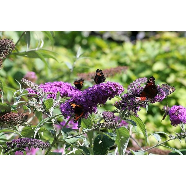 Violet Butterfly Bush