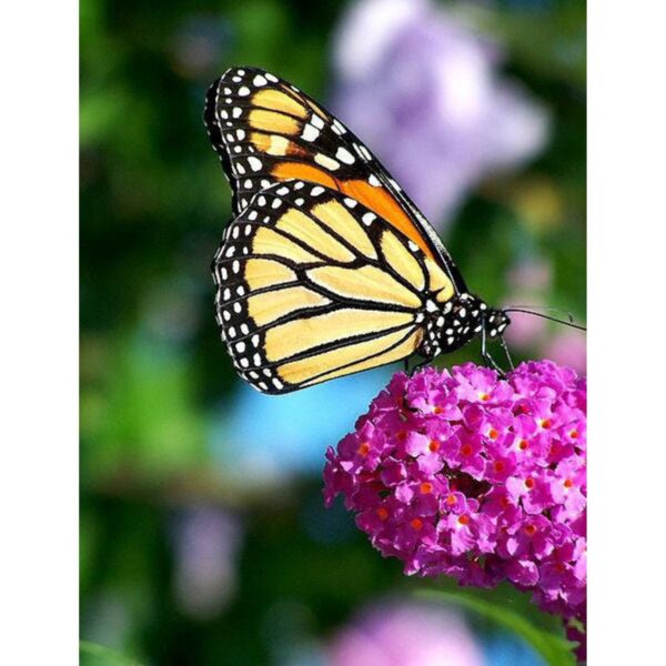 Violet Butterfly Bush