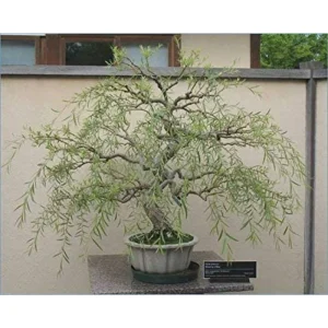 Bonsai Dragon Willow Trees