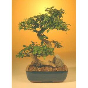 Flowering Bonsai Ligustrum Tree