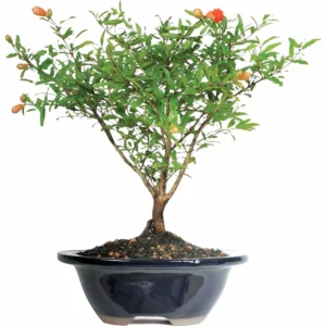 Pomegranate Bonsai Tree