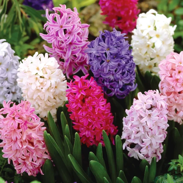 Van Zyverden's Hyacinth Mix Dormant Bulbs, Partial Sun, Multicolor, Annual, Easy to Grow