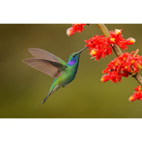 Butterfly and Humming Bird Wildflower