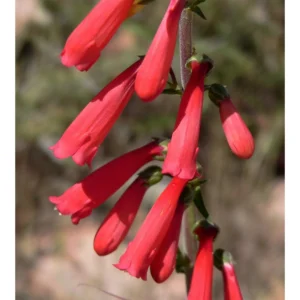 Hummingbird Red Firecracker Penstemon