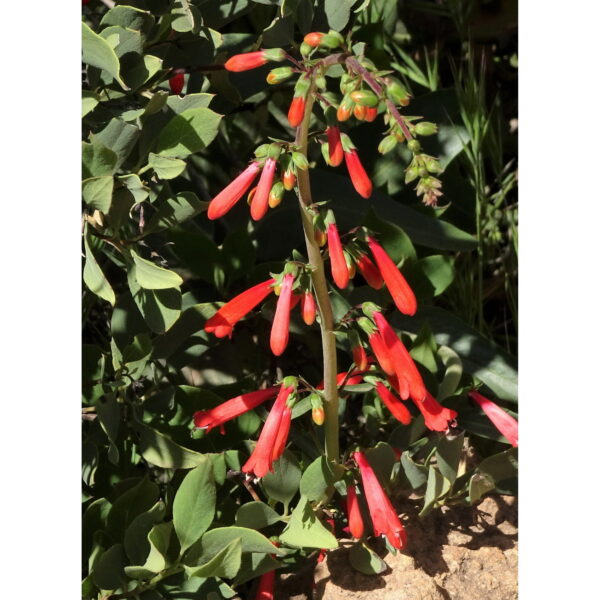 Hummingbird Red Firecracker Penstemon