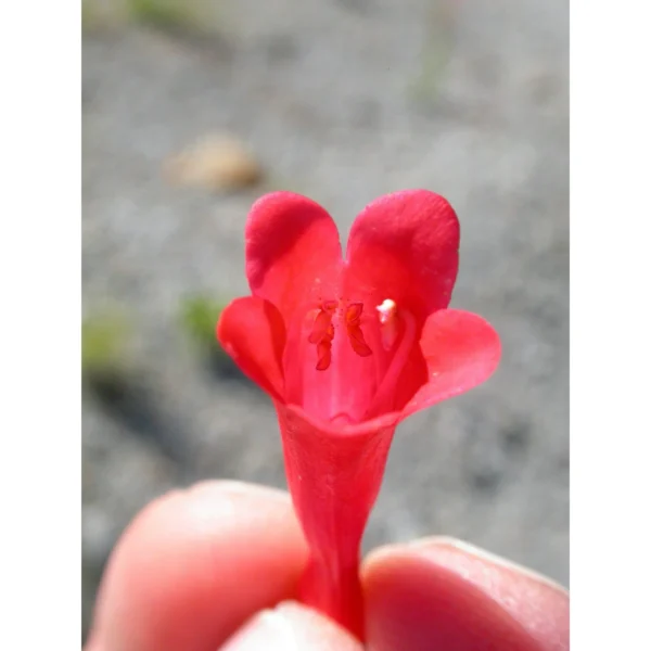 Hummingbird Red Firecracker Penstemon