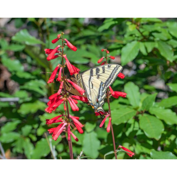 Hummingbird Red Firecracker Penstemon