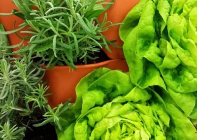 Companion Planting Hacks