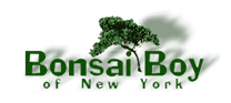 Bonsai Boy Logo
