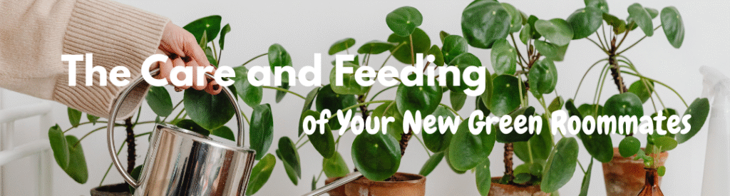 Budget-Friendly Container Gardening: 7+ Amazing Hacks! 3 The Care and Feeding of Your New Green Roommates