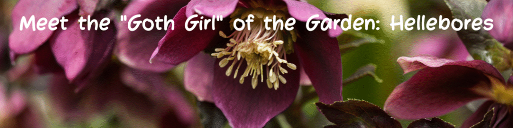 Meet the "Goth Girl" of the Garden: Hellebores