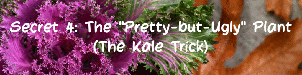 Secret 4: The "Pretty-but-Ugly" Plant (The Kale Trick)