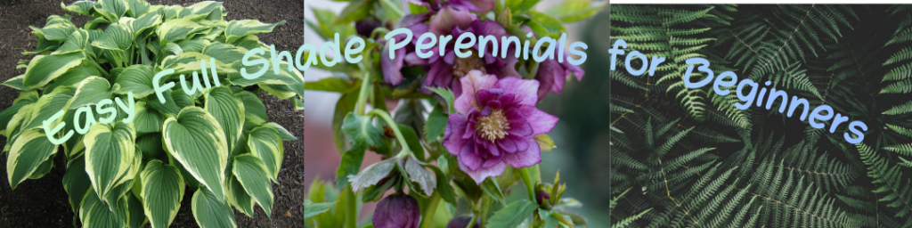 Full Shade Plants: 25 Best Picks for Lush Container Gardens & Small Spaces 1 Easy Full Shade Perennials for Beginners