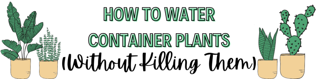 How to Water Container Plants (Without Killing Them)