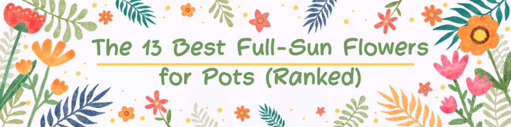 The 13 Best Full-Sun Flowers for Pots (Ranked)