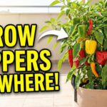 How to Grow Peppers in Containers: The Complete Beginner’s Guide! How to Grow Peppers in Container YT Tubmnail
