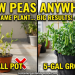 How to Grow Peas in Containers YT Main thubnnail