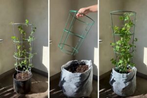 Take a tomato cage flip it upside down YT Main 11