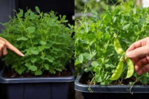 youll get a jungle of leaves and almost no peas YT Main 14